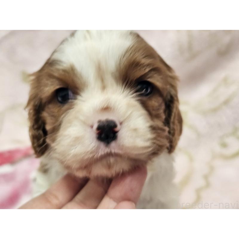 販売中の愛知県のキャバリアキングチャールズスパニエル-449451の8枚目