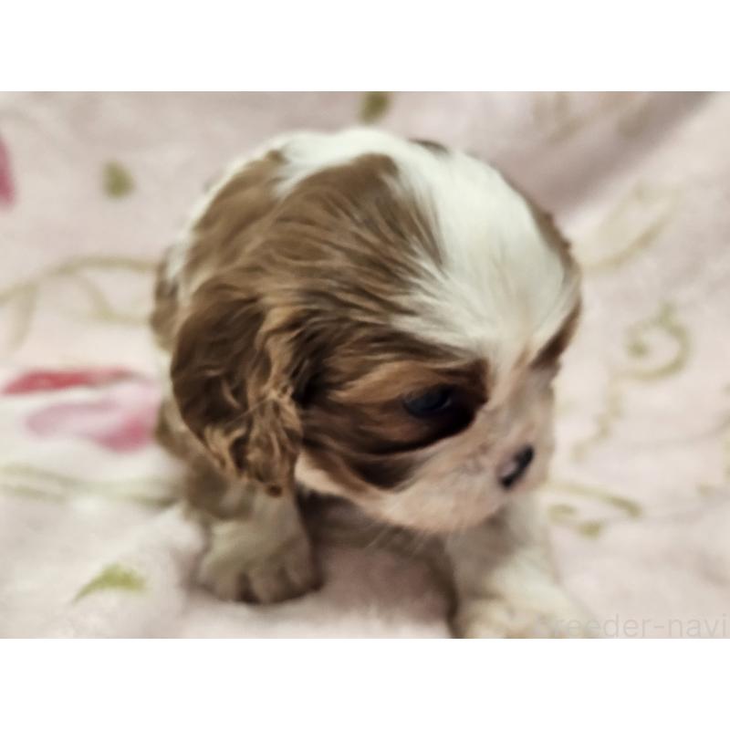 販売中の愛知県のキャバリアキングチャールズスパニエル-449451の3枚目