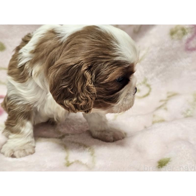 販売中の愛知県のキャバリアキングチャールズスパニエル-449451の2枚目