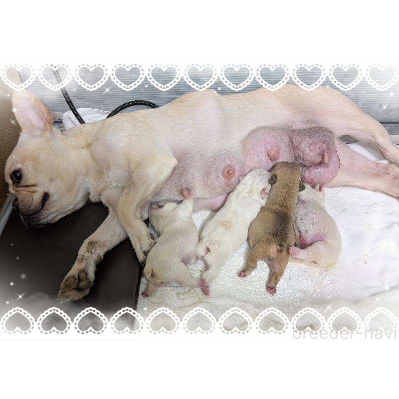 販売中ののフレンチブルドッグ-449452