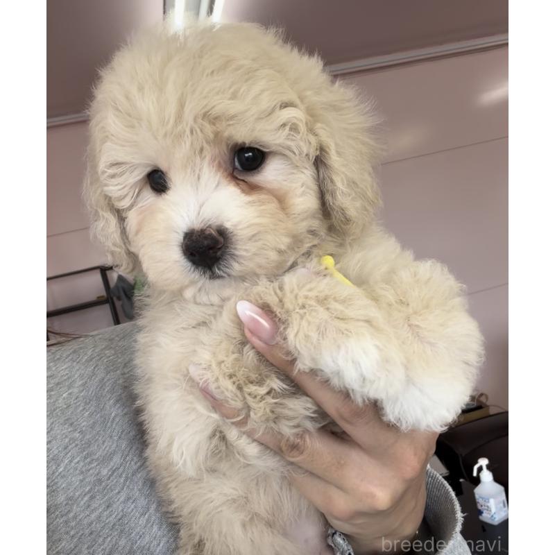 販売中の滋賀県のミックス犬-449453の4枚目