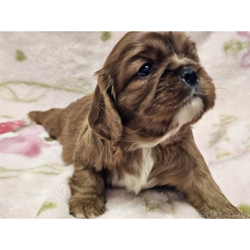 販売中の愛知県のキャバリアキングチャールズスパニエル-449456の7枚目