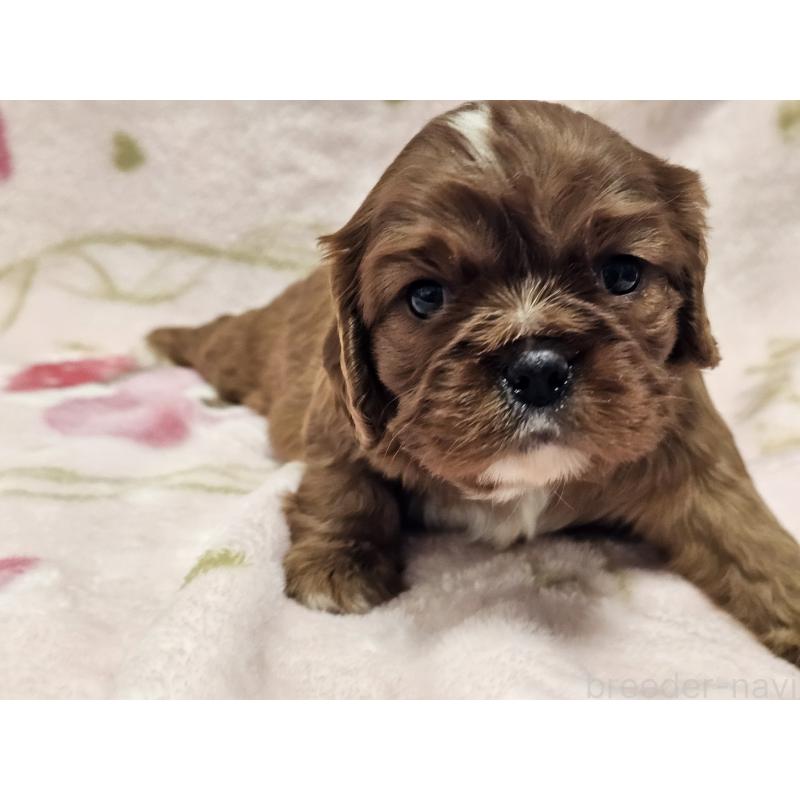 販売中の愛知県のキャバリアキングチャールズスパニエル-449456の6枚目