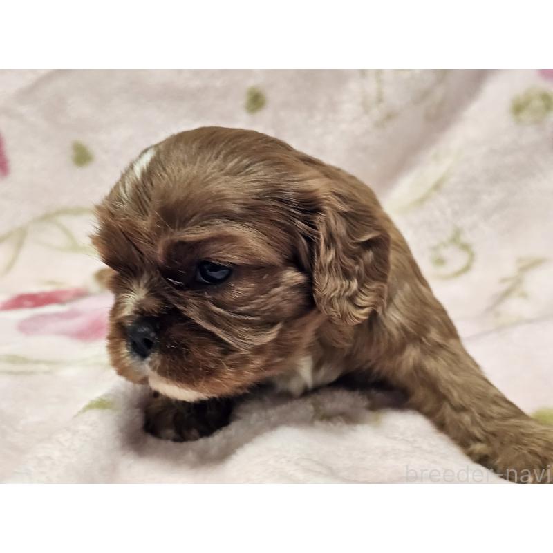 販売中の愛知県のキャバリアキングチャールズスパニエル-449456の5枚目