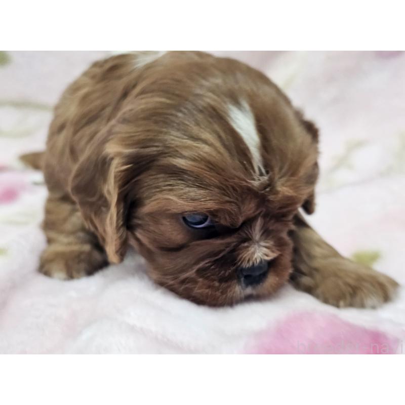 販売中の愛知県のキャバリアキングチャールズスパニエル-449456の4枚目