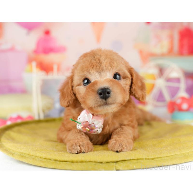 販売中の千葉県のトイプードル-449759の1枚目