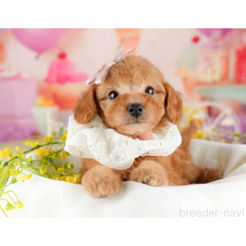 販売中の千葉県のトイプードル-449759の11枚目