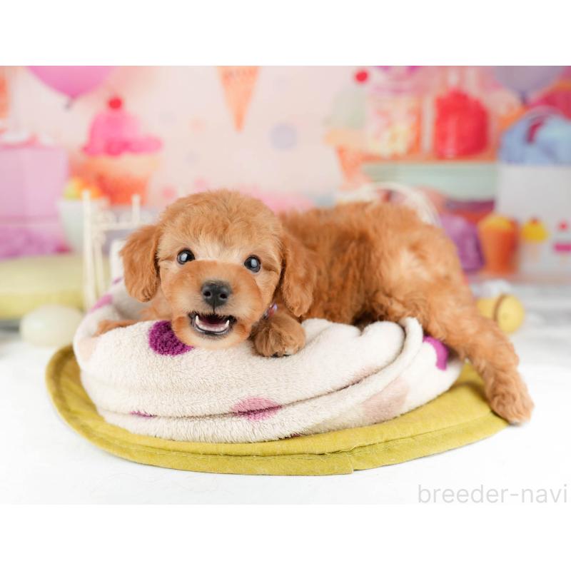 販売中の千葉県のトイプードル-449759の10枚目