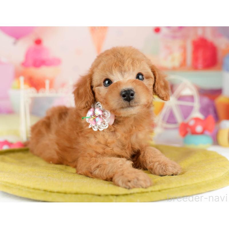 販売中の千葉県のトイプードル-449759の4枚目