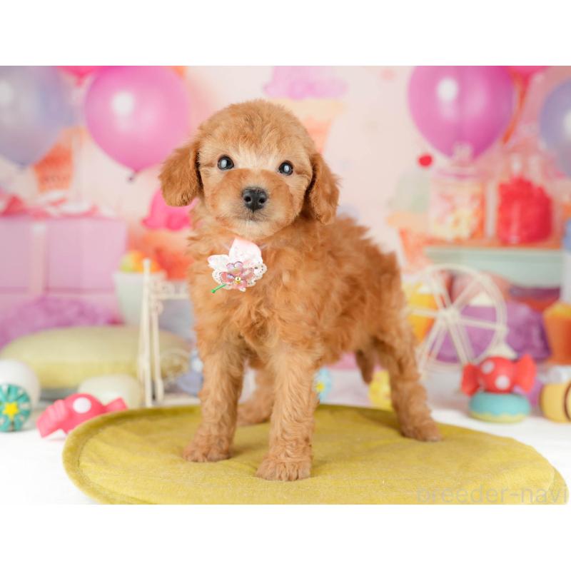 販売中の千葉県のトイプードル-449759の3枚目