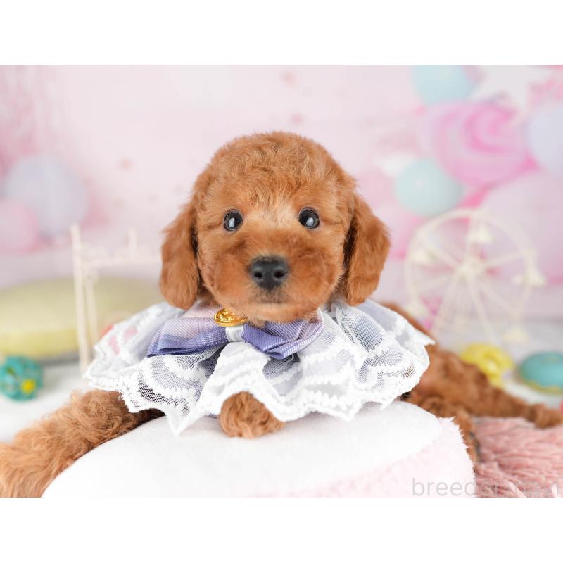 販売中の千葉県のトイプードル-449760の11枚目