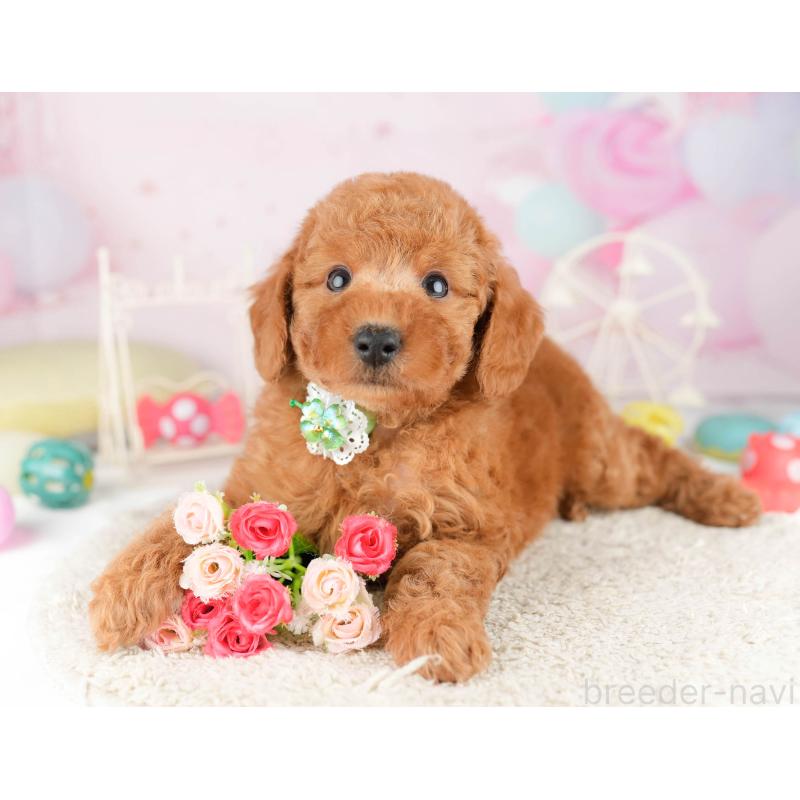 販売中の千葉県のトイプードル-449760の10枚目