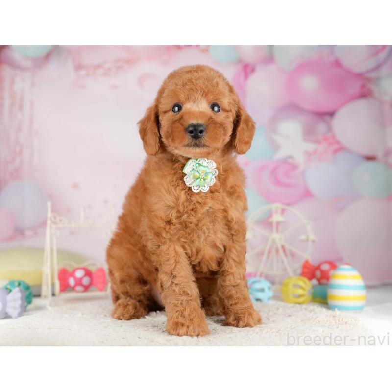 販売中の千葉県のトイプードル-449760の9枚目