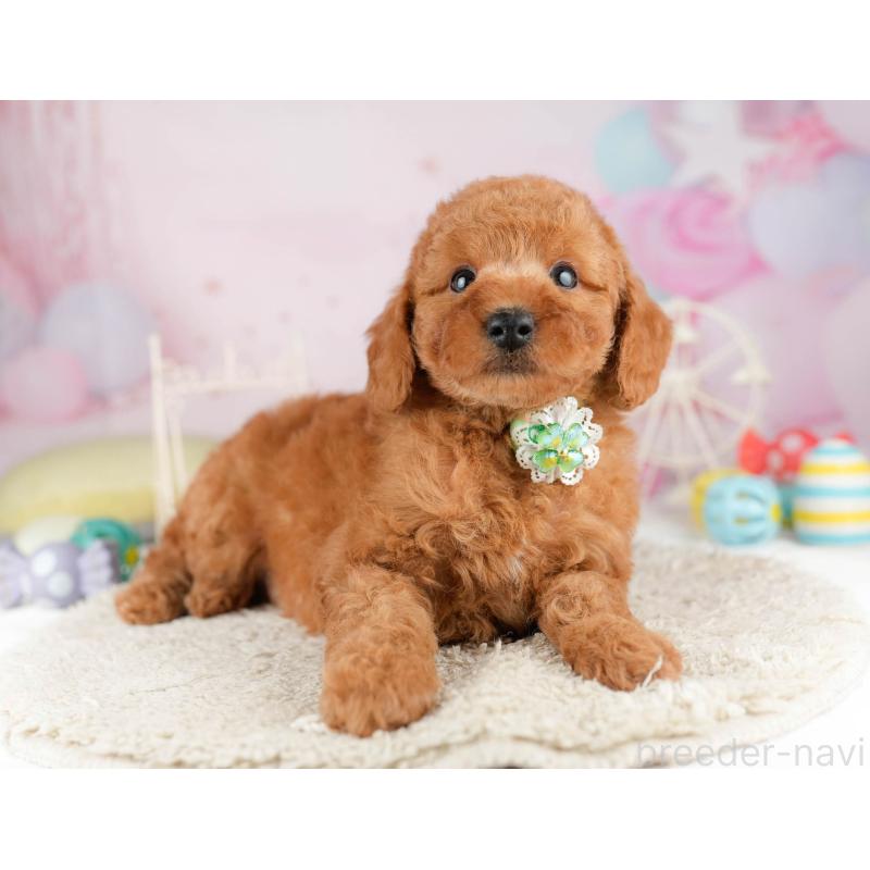 販売中の千葉県のトイプードル-449760の8枚目