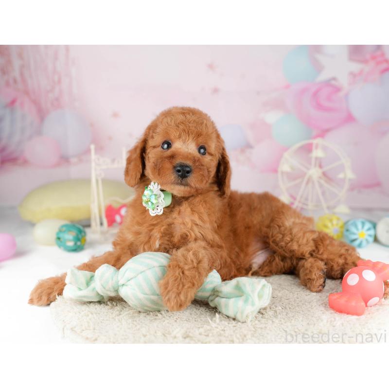 販売中の千葉県のトイプードル-449760の7枚目