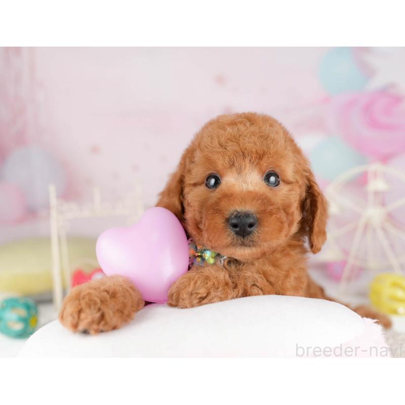 販売中の千葉県のトイプードル-449760の6枚目