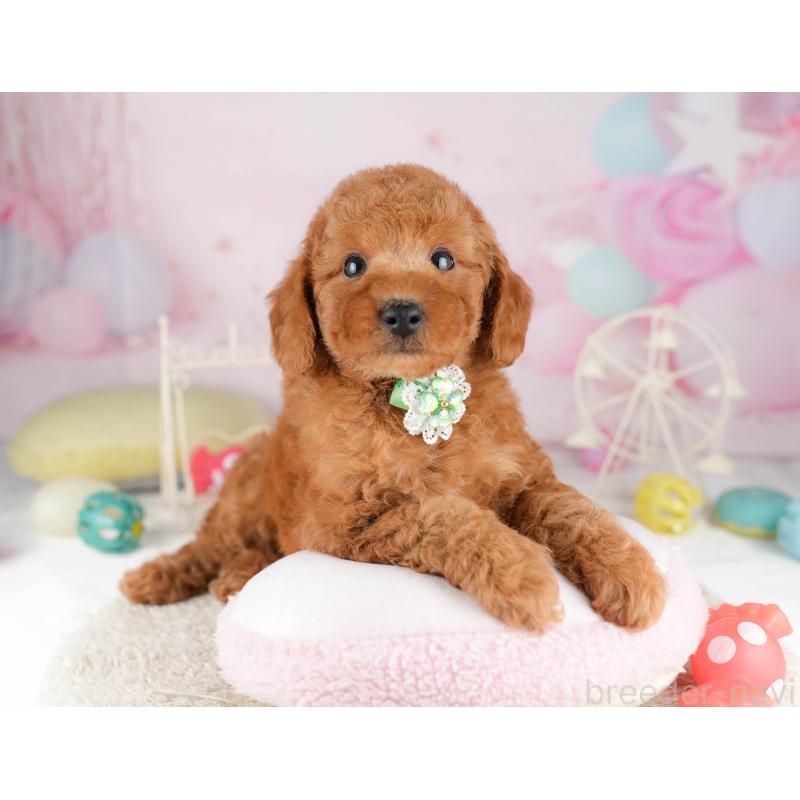 販売中の千葉県のトイプードル-449760の5枚目