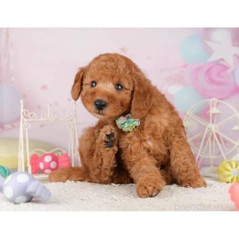 販売中の千葉県のトイプードル-449760の4枚目