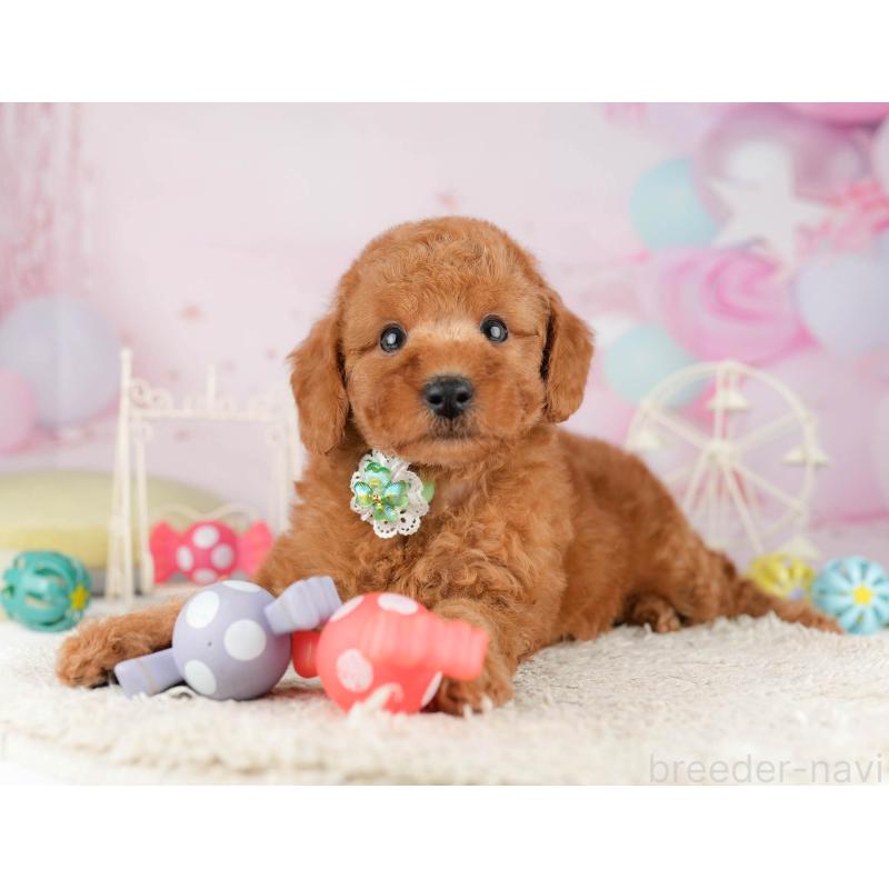 販売中の千葉県のトイプードル-449760の3枚目