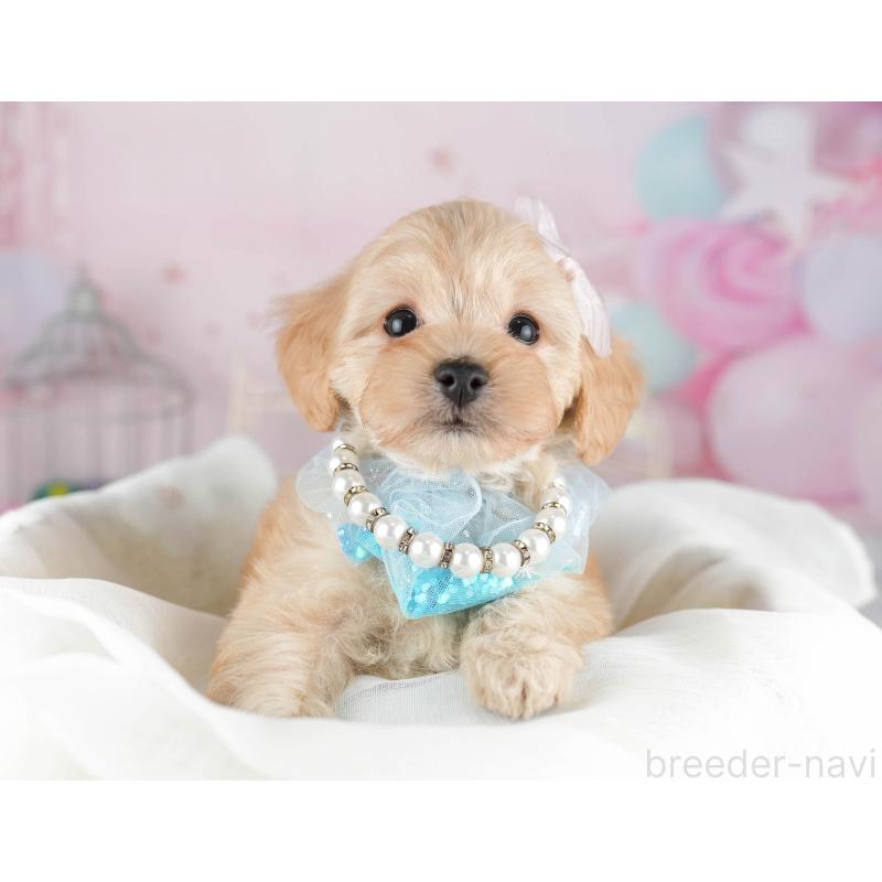 販売中の千葉県のマルプー:マルチーズ×トイプードル-449766