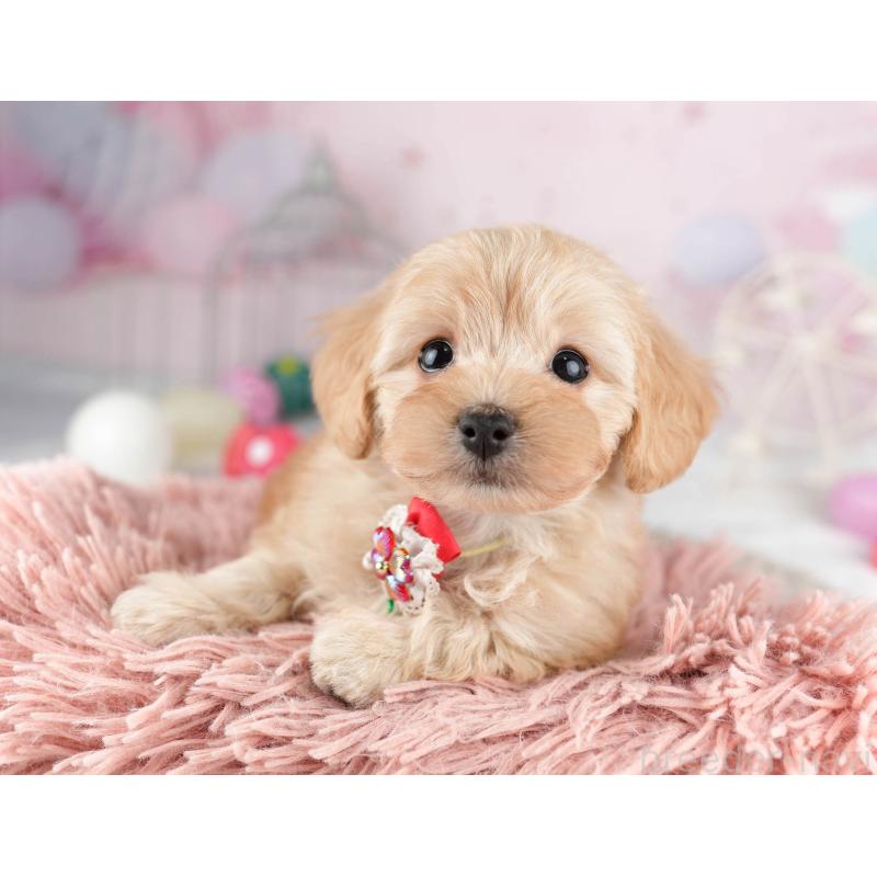 販売中の千葉県のマルプー:マルチーズ×トイプードル-449766の11枚目