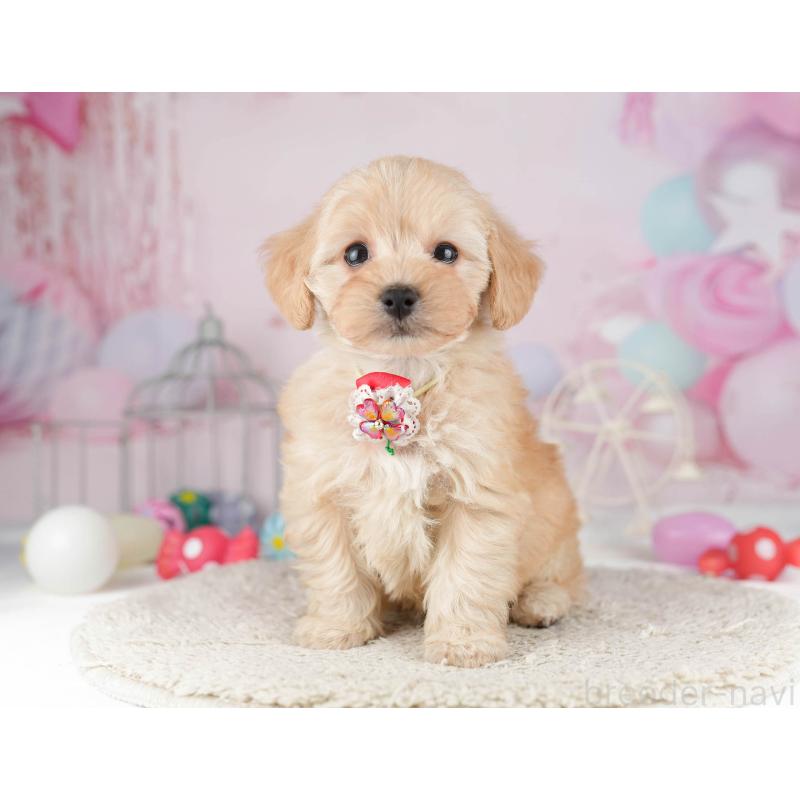 販売中の千葉県のマルプー:マルチーズ×トイプードル-449766の10枚目