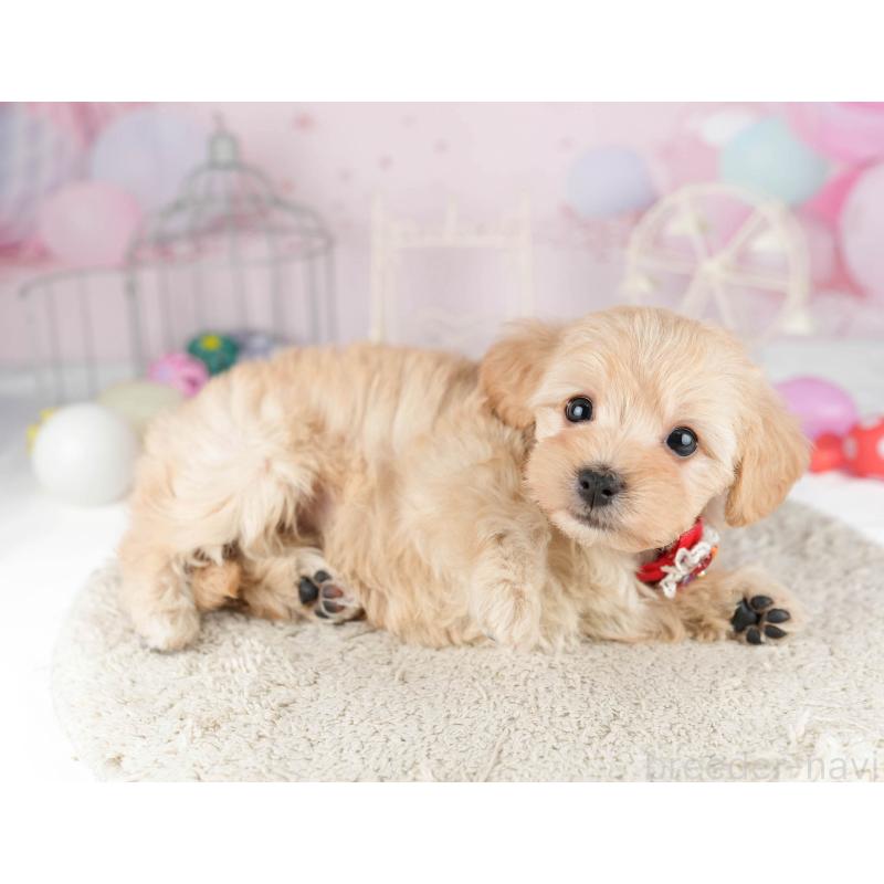 販売中の千葉県のマルプー:マルチーズ×トイプードル-449766の9枚目