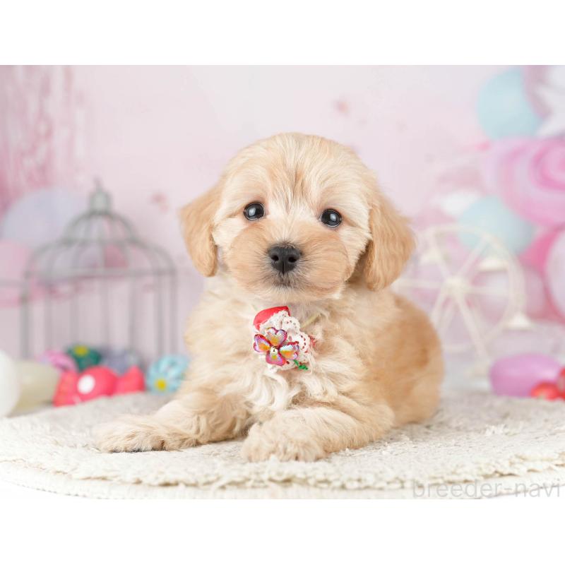 販売中の千葉県のマルプー:マルチーズ×トイプードル-449766の7枚目