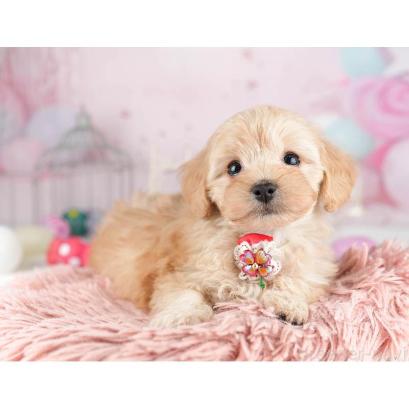 販売中の千葉県のマルプー:マルチーズ×トイプードル-449766の6枚目