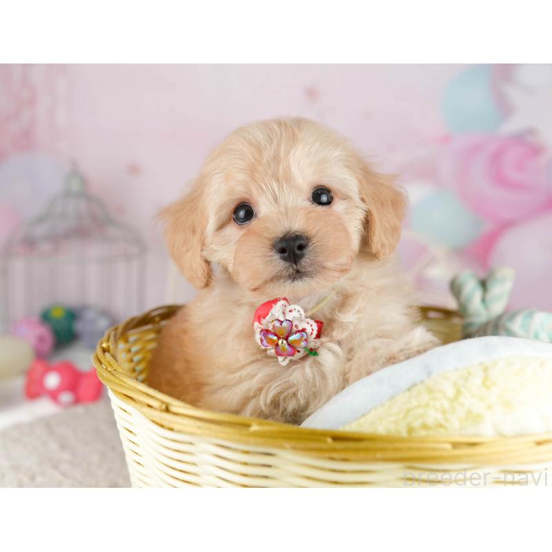 販売中の千葉県のマルプー:マルチーズ×トイプードル-449766の5枚目