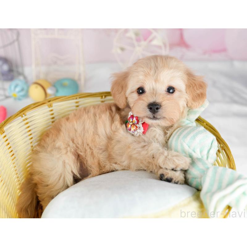 販売中の千葉県のマルプー:マルチーズ×トイプードル-449766の4枚目