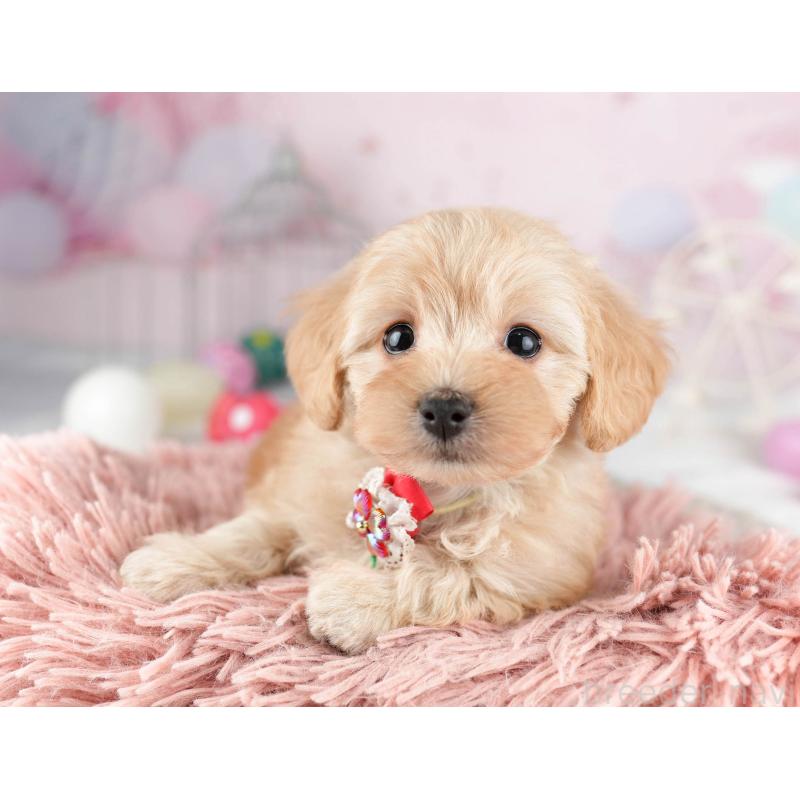 販売中の千葉県のマルプー:マルチーズ×トイプードル-449766の3枚目