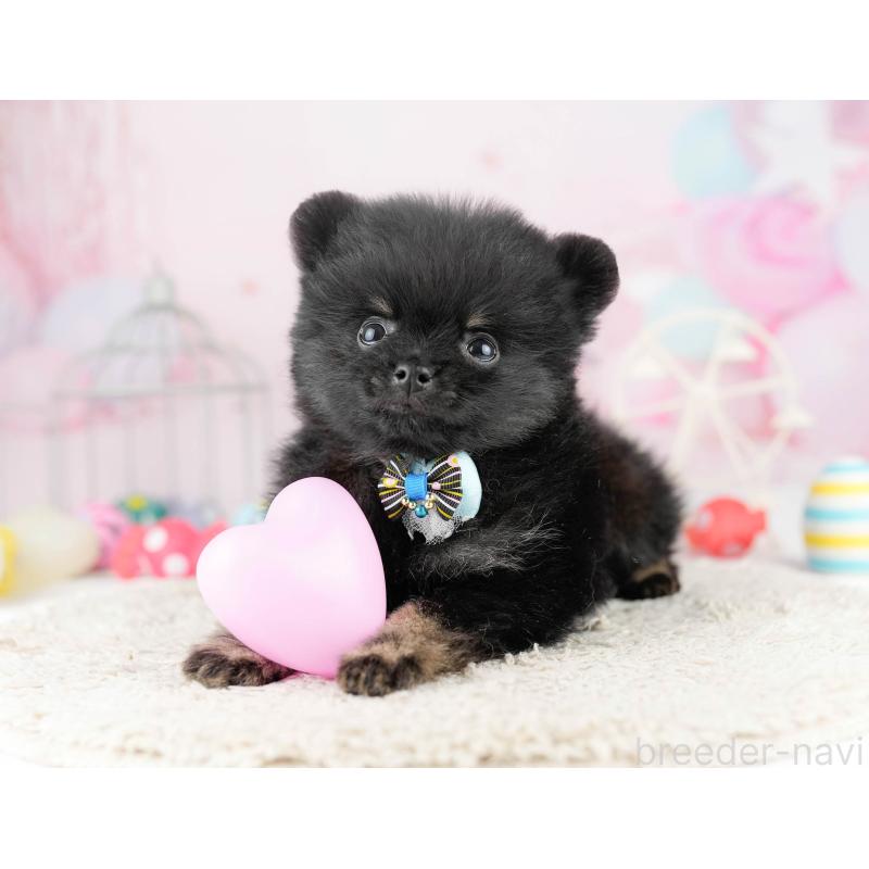 販売中の千葉県のポメラニアン-449767の1枚目