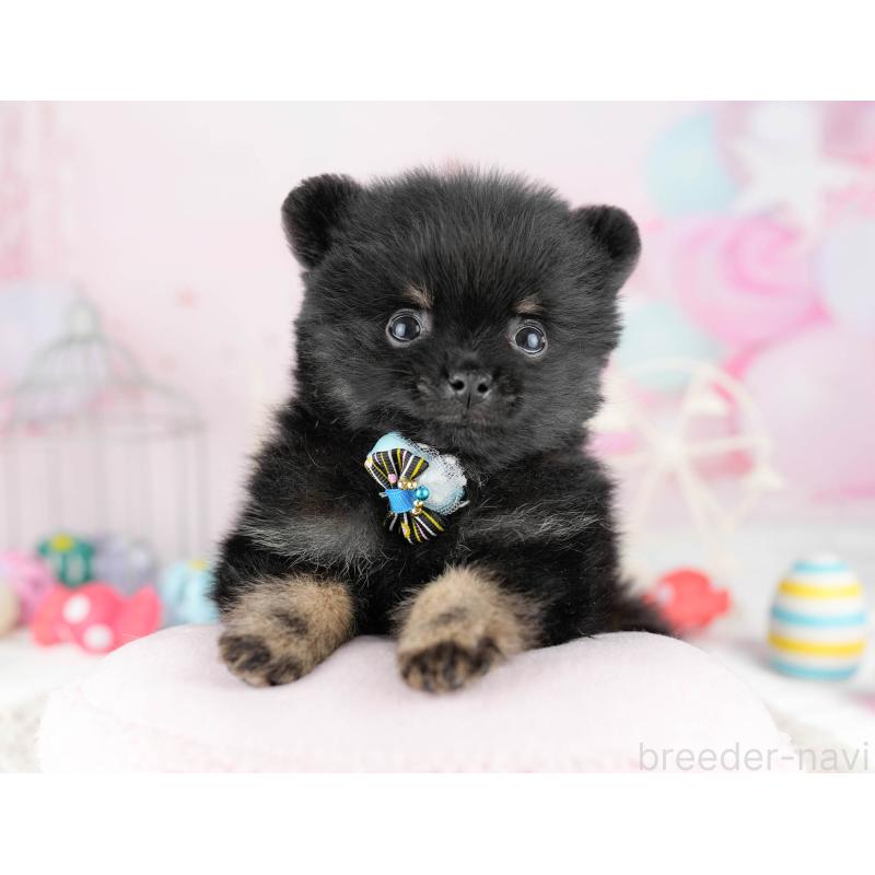 販売中の千葉県のポメラニアン-449767の11枚目