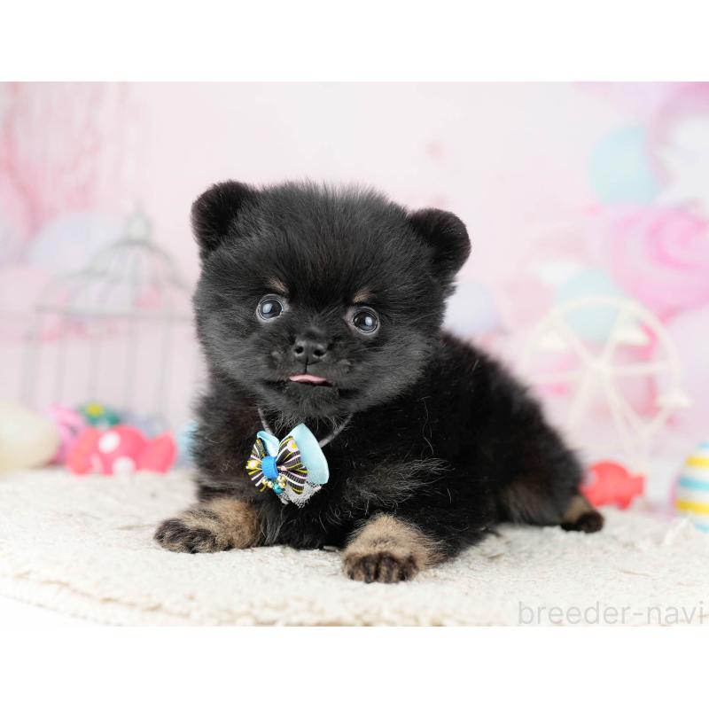 販売中の千葉県のポメラニアン-449767の10枚目