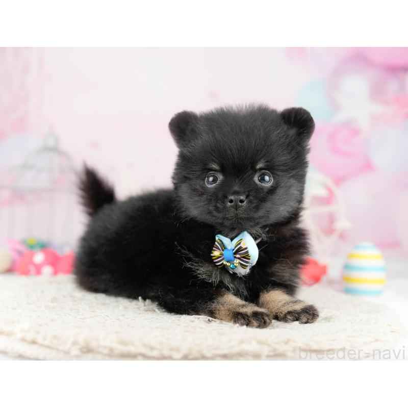 販売中の千葉県のポメラニアン-449767の9枚目