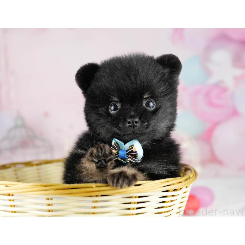 販売中の千葉県のポメラニアン-449767の8枚目