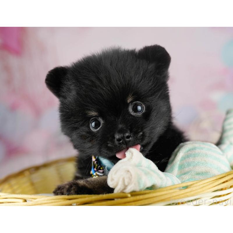 販売中の千葉県のポメラニアン-449767の7枚目