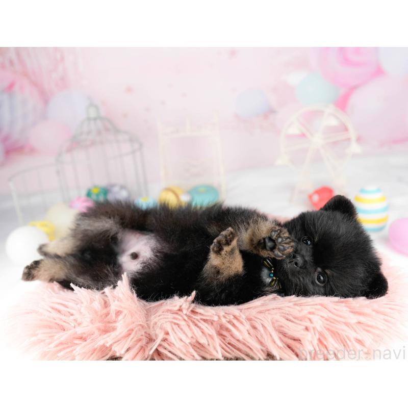 販売中の千葉県のポメラニアン-449767の6枚目