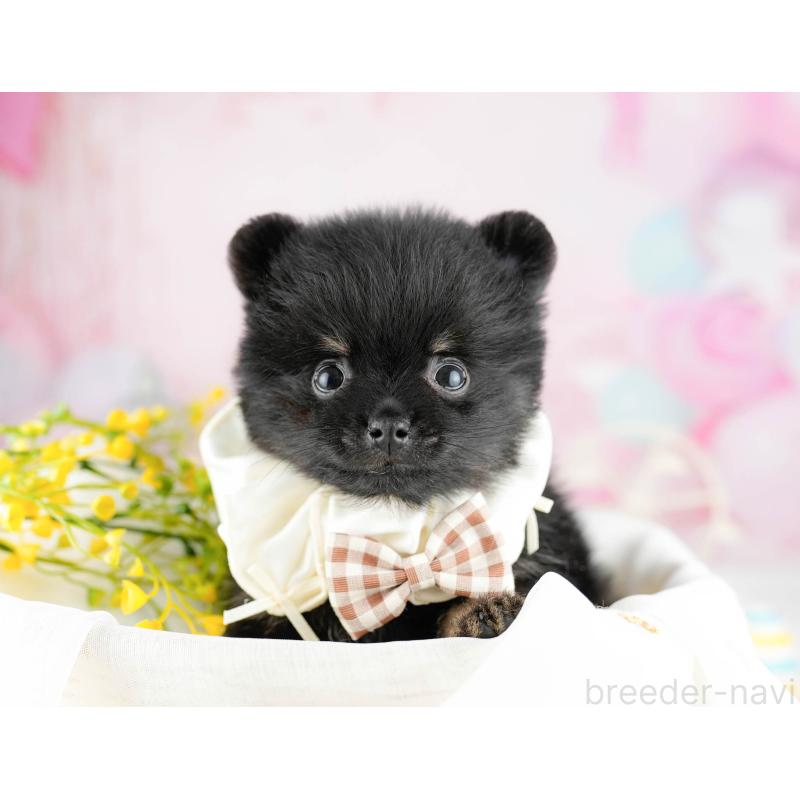 販売中の千葉県のポメラニアン-449767の5枚目