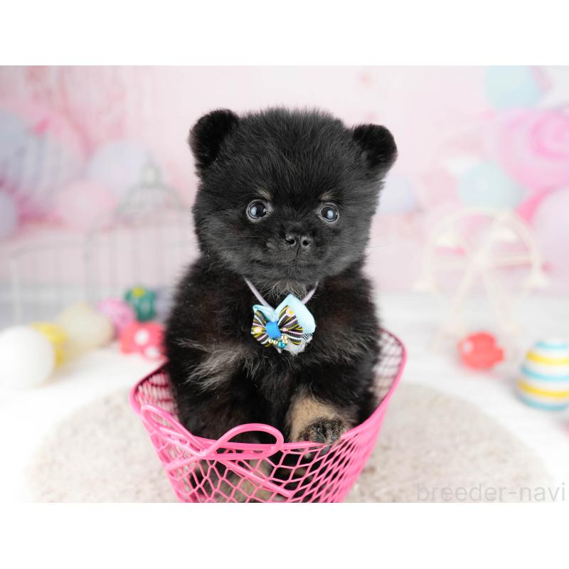 販売中の千葉県のポメラニアン-449767の4枚目