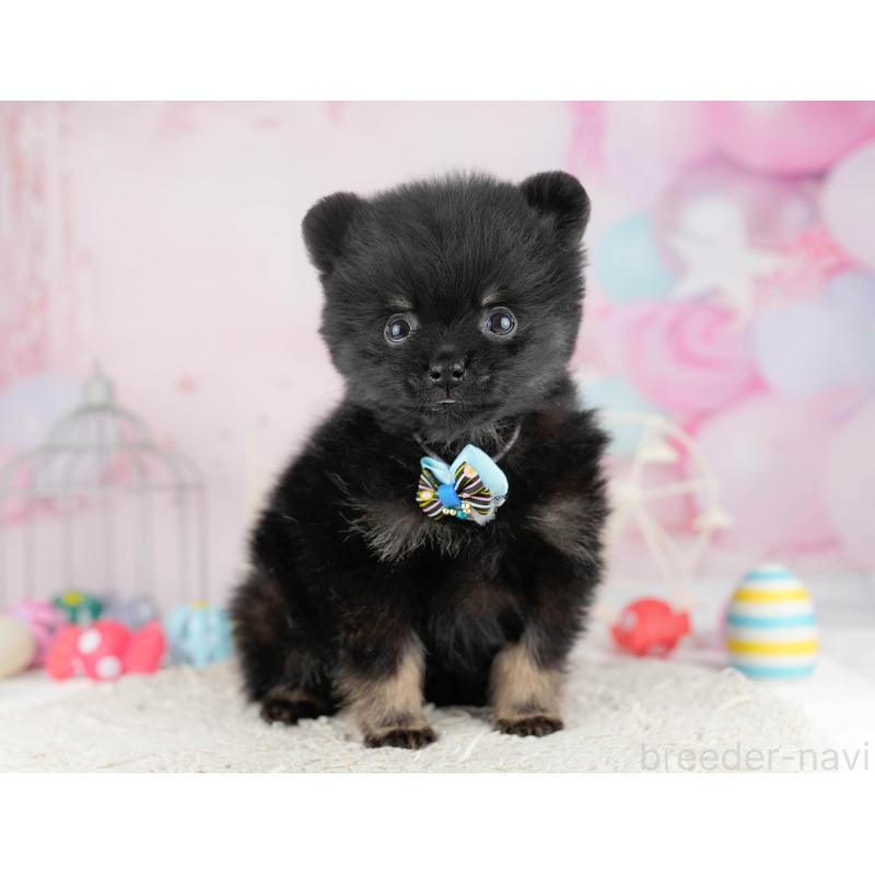 販売中の千葉県のポメラニアン-449767の3枚目