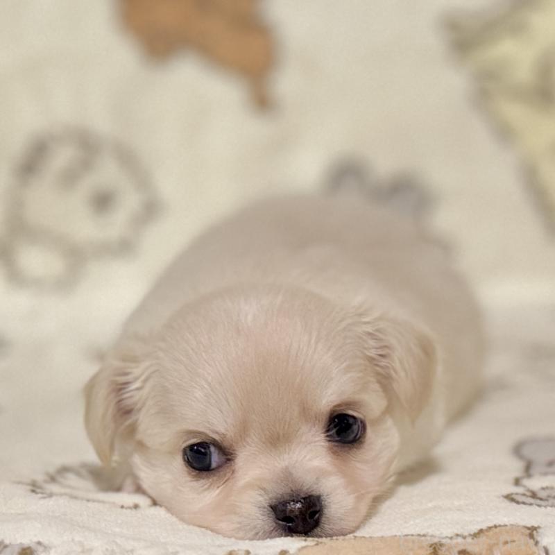 販売中の鹿児島県のチワワ(ロングコート)-449458の10枚目