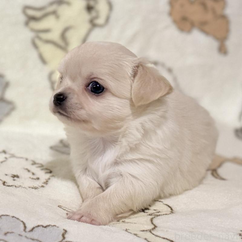 販売中の鹿児島県のチワワ(ロングコート)-449458の9枚目