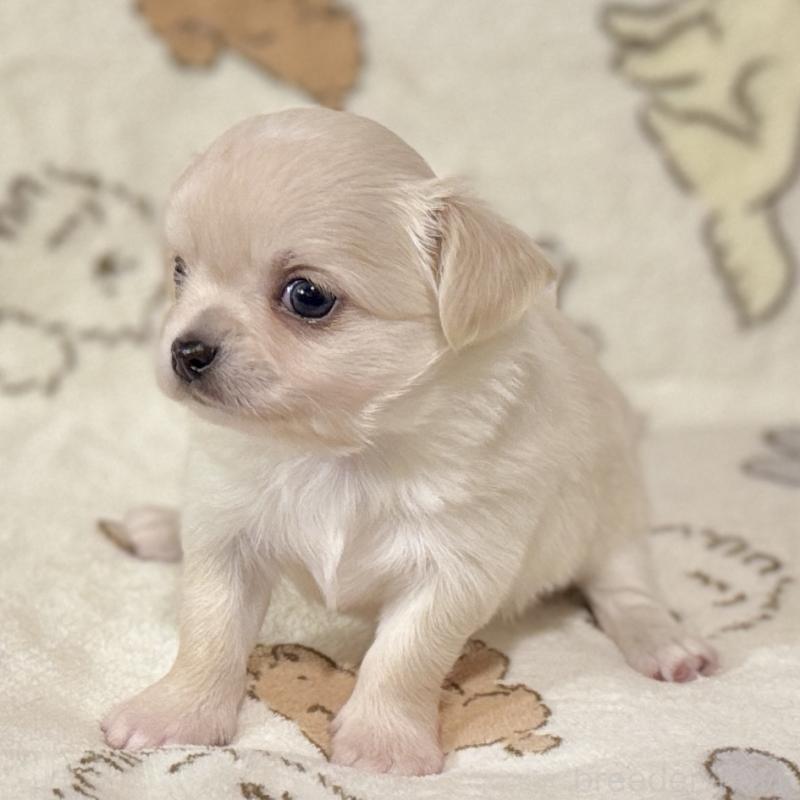 販売中の鹿児島県のチワワ(ロングコート)-449458の8枚目