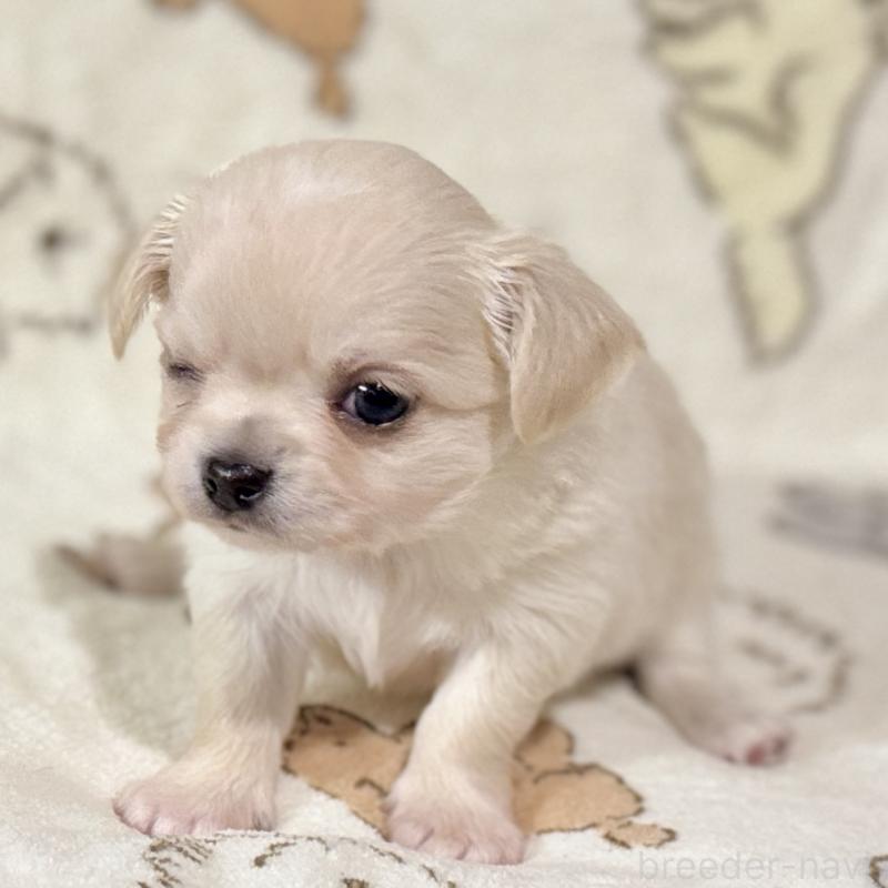 販売中の鹿児島県のチワワ(ロングコート)-449458の7枚目