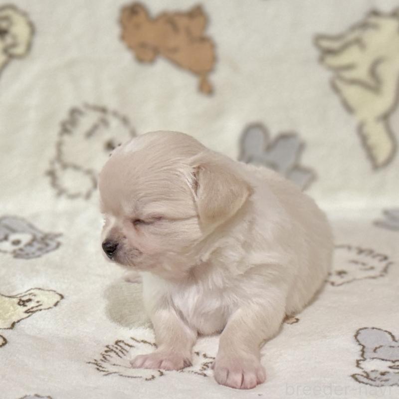 販売中の鹿児島県のチワワ(ロングコート)-449458の6枚目