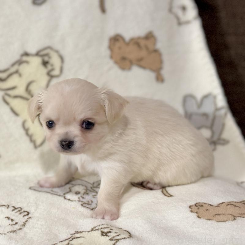 販売中の鹿児島県のチワワ(ロングコート)-449458の4枚目