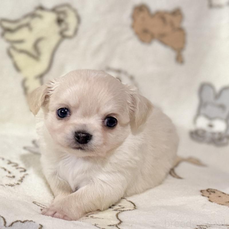 販売中の鹿児島県のチワワ(ロングコート)-449458の2枚目