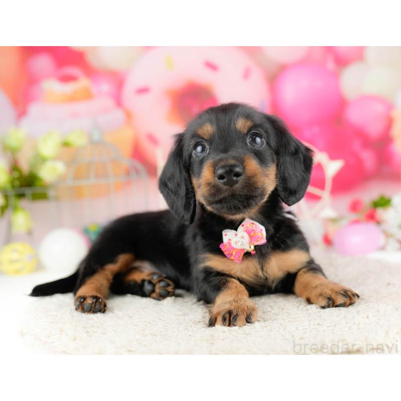 販売中ののミニチュアダックスフンド(ロングヘアード)-449772